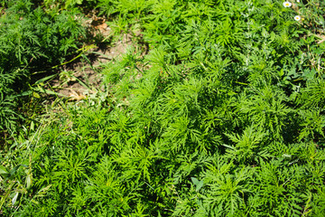 Ragweed Plants (Ambrosia artemisiifolia) Causing Seasonal Allergy