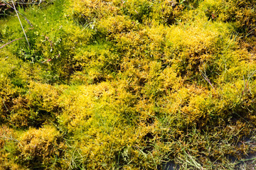 Hintergrund: Islandmoos