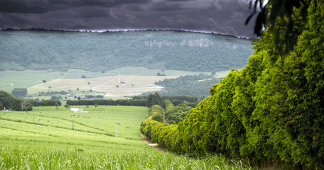 sugar cane plantation
