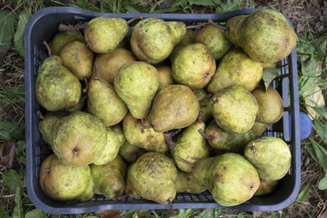 pears on a basket