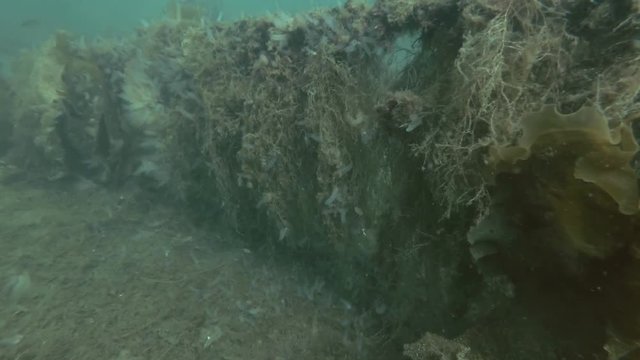 Goldsinny wrasse (Ctenolabrus rupestris) swim over seabed overgrown with laminaria and other brown algae
