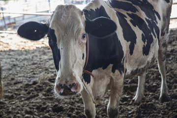 agriculture industry, farming and animal husbandry concept, cow farm