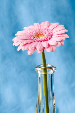 Close up duotone image of single pink gerbera germini fllower covered in water droplets against a blue pastel background