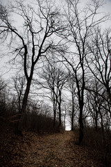 Landscape with beautiful fog in forest on hill or Trail through a mysterious winter forest with autumn leaves on the ground. Road through a winter forest. Magical atmosphere. Azerbaijan