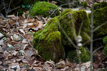 Moss-covered stone. Beautiful moss and lichen covered stone. Bright green moss Background textured in nature. Natural moss on stones in winter forest. Azerbaijan