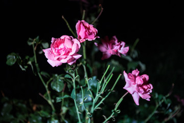 Obraz premium Couple of pink roses isolated on black background