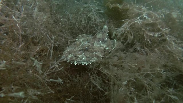 Monkfish or Angler fish (Lophius piscatorius) lies on the seaweed
