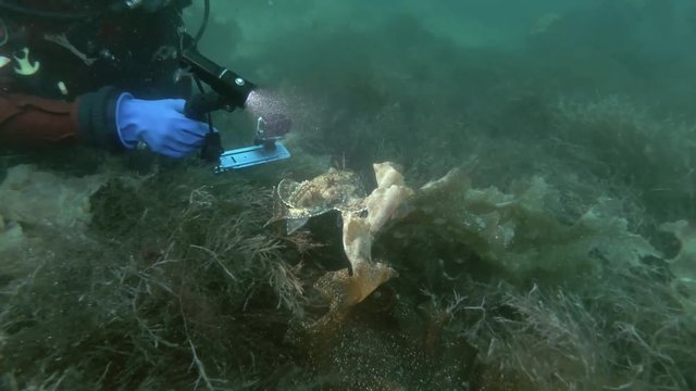 Scubadiver shots on GoPro Monkfish or Angler fish (Lophius piscatorius)
