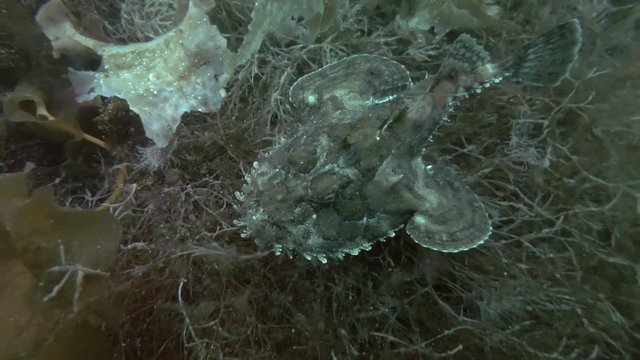 Monkfish or Angler fish (Lophius piscatorius) swim over seaweed
