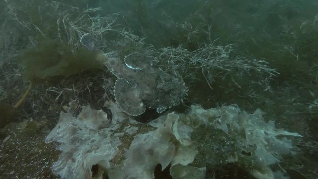 Monkfish or Angler fish (Lophius piscatorius) swim over seaweed
