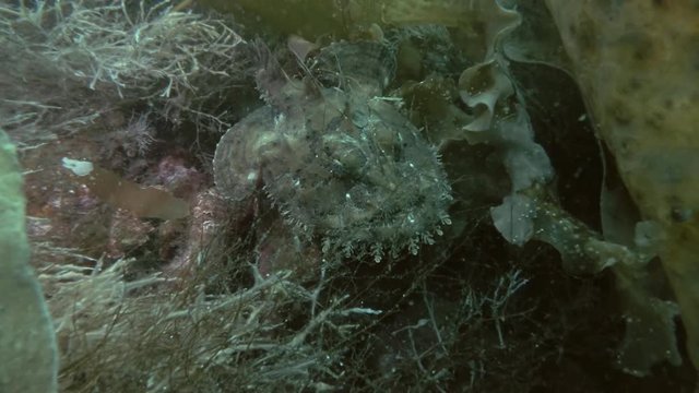 Monkfish or Angler fish (Lophius piscatorius) lies on the seaweed
