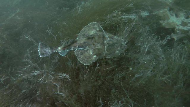 Monkfish or Angler fish (Lophius piscatorius) swim over seaweed
