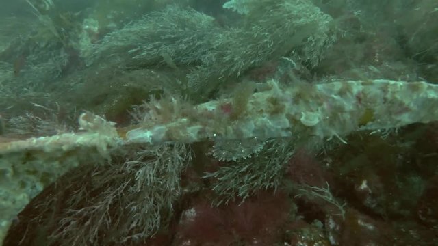 Monkfish or Angler fish (Lophius piscatorius) swim over seaweed
