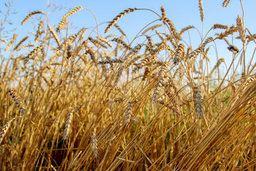Closeup of ripe ears of wheat in the wheat field under the blue sky