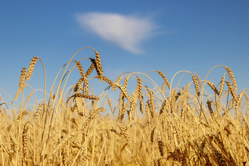 Closeup of ripe ears of wheat in the wheat field under the blue sky