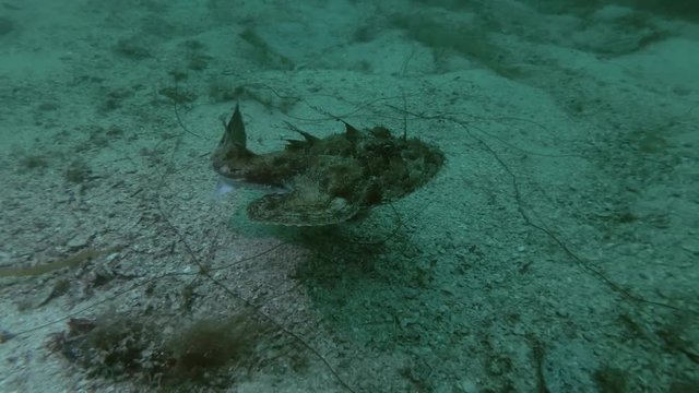 Monkfish or Angler fish (Lophius piscatorius) swim over the sandy bottom
