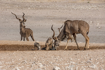 Naklejka premium Kudu Bulls