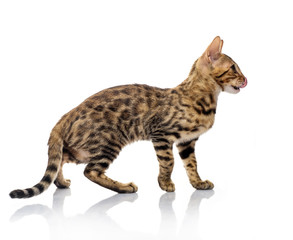 Portrait of young bengal purebred cat on white background.