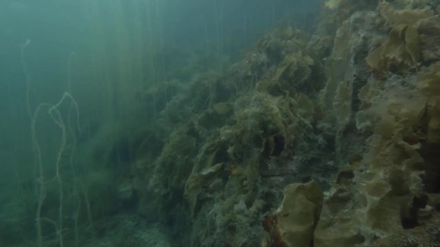 underwater landscape, seabed overgrown with brown algae Laminaria and Cat Gut, Dead Man's Rope or Sea Lace (Chorda filum) Laminaria
