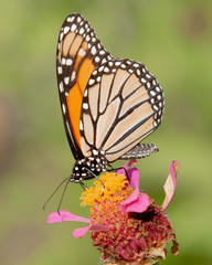 Monarch_7