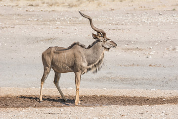 Kudu Bull