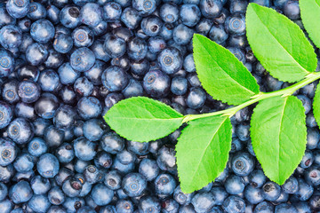 Beautiful texture of delicious healthy blueberries. Vaccinium myrtillus. Culinary background. Medicinal bilberry fruits. Decorative twig with green leaves. Blue berries full of vitamins and minerals.