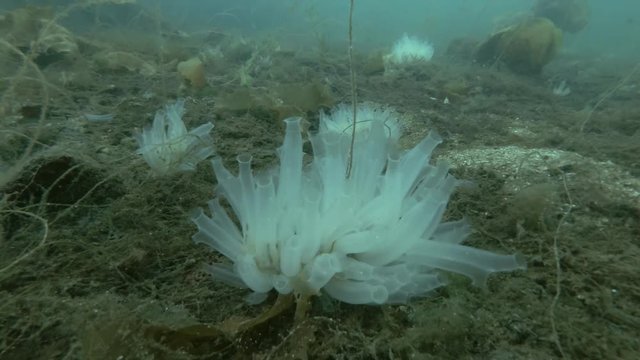 Ascidian colony Transparent sea squirt or Yellow Sea Squirt (Ciona intestinalis, Ascidia intestinalis) on seabed overgrown with brown algae
