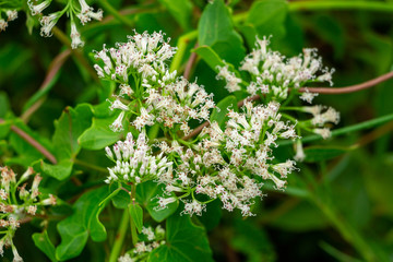 Climbing hempvine (Mikania scandens) closeup of white flowers - Topeekeegee Yugnee (TY) Park, Hollywood, Florida, USA