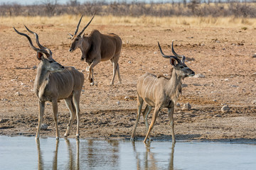 Kudu Bulls