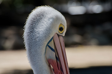 pelican closeup