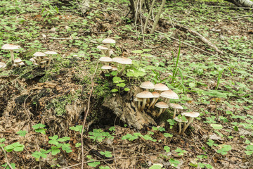 yellow mushrooms grow on a rotten stump covered with green moss, wildlife abstract background