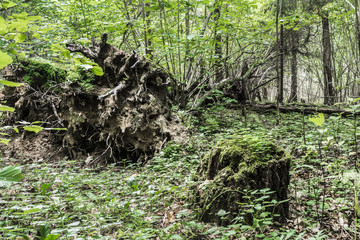 dead old tree lies in the wild forest, a broken trunk of a large tree rot in a wildlife sanctuary, evening time is early autumn, nature abstract background