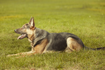 Nice young male dog of german shepheard laying on summer grass in park