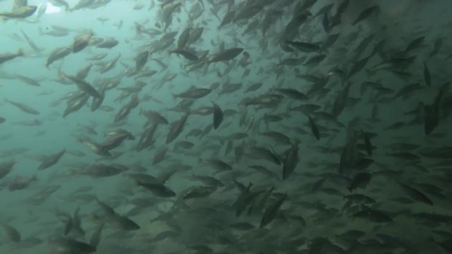 school of Black cod fish or Smallscaled Cod (Notothenia microlepidota) swim unerwater 

