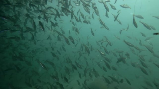 school of Black cod fish or Smallscaled Cod (Notothenia microlepidota) swim unerwater 
