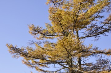 カラマツの紅葉