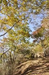 黄葉の石尾根縦走路