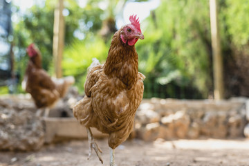 Organic chickens in their corral.