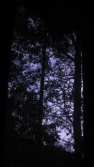 Trees in the morning