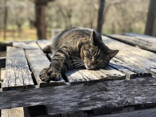 Precious Female Kitty laying on Pallet