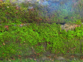 naturaleza,plantas y rocas