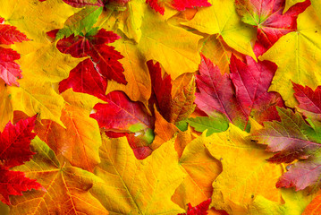 Closeup of a mixture of Autumn Leaves-great range of colors