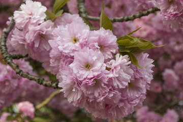 Kirschblüten