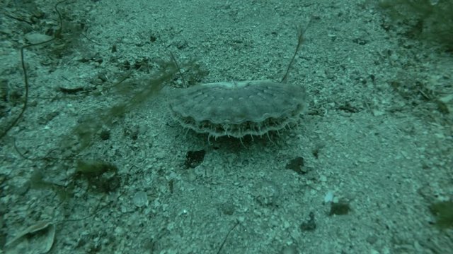 Queen scallop or Manx queenie (Aequipecten opercularis) on sandy bottom
