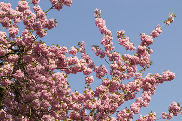Kirschblüten