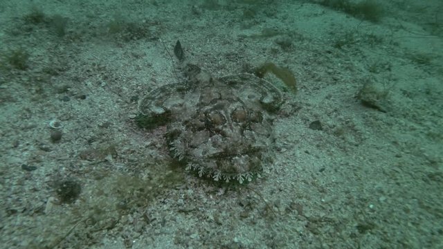 Monkfish or Angler fish (Lophius piscatorius) lies on sandy bottom
