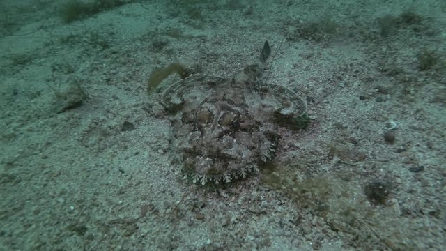 Monkfish or Angler fish (Lophius piscatorius) lies on sandy bottom
