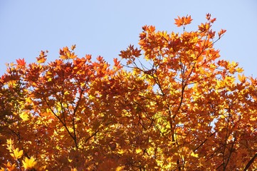 青空にカエデの紅葉