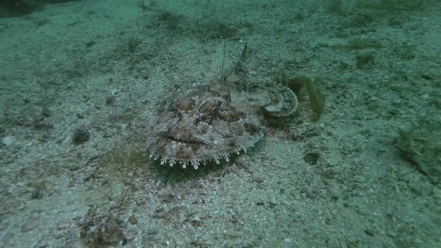 Monkfish or Angler fish (Lophius piscatorius) lies on sandy bottom
