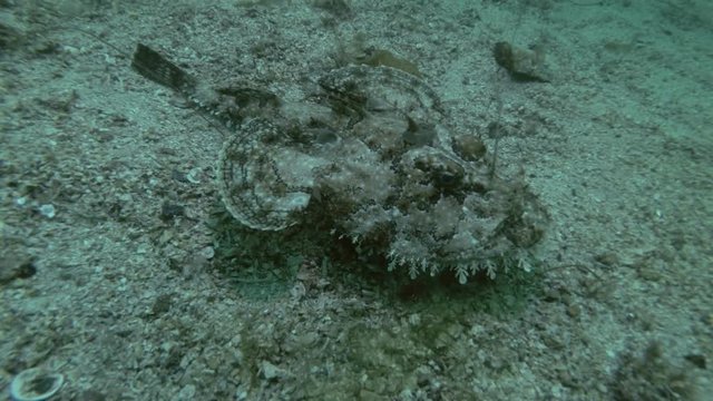 Monkfish or Angler fish (Lophius piscatorius) lies on sandy bottom
